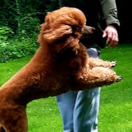 Poodles from Celebrity Red Standards