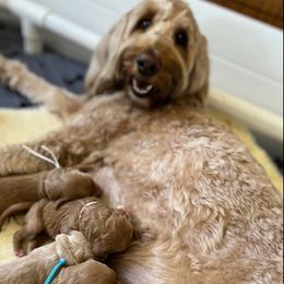 Goldendoodles from Averee's Doodles