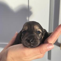 Shaded Cream- Biscoff- 3500 - Cream male Dachshund puppy in North Branch, Michigan from Monarch Miniature Dachshunds