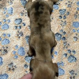 Belle - Dapple female Dachshund puppy in Martinsville, Indiana from Witchy Woman’s Wiener’s