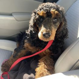 Goldendoodles and Poodles from Calipoodsanddoods