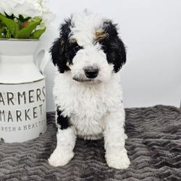 Galadriel - Black and white female Bernedoodle puppy in Granton, Wisconsin from Rose River Farms