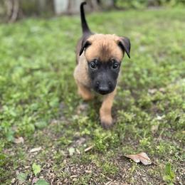 Cantor - Mahogany male Belgian Malinois puppy in Deerfield Beach, Florida from vd Hunde der neuen Äre