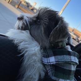 Miniature Schnauzer Puppies from Fraizer Farms