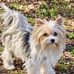Gracie - Biewer Terrier