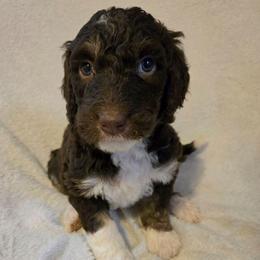 Juliet - Brown and white female Bernedoodle puppy in Mckenzie, Tennessee from Small Town Doodles & Poodles