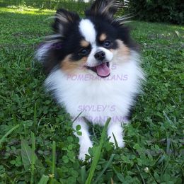 YOSHI - Pomeranian