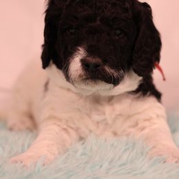 Raquel - Parti female Goldendoodle puppy in Windsor, Colorado from Front Range Family Doodles