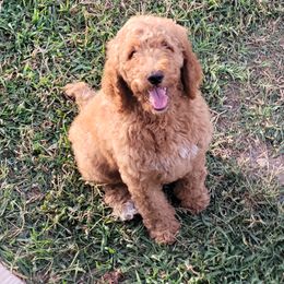 Goldendoodles from Double G's Doodles