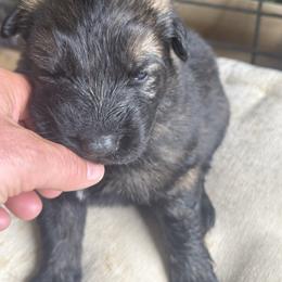 Ms. Black - Sable female German Shepherd puppy in Berlin, Wisconsin from Gypsy Miracle Kennels