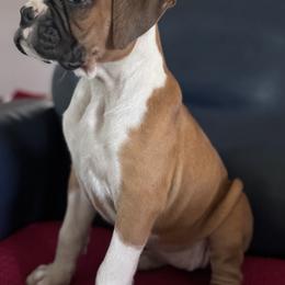 Boxer Puppies from TwinBrook Boxers