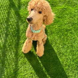 Madeleine - Poodle