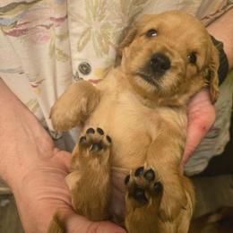 Cheesecake - Cream female Cavapoo puppy in Lewisburg, Pennsylvania from Jessie's Puppies