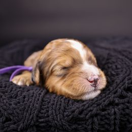 Syrena - Sable female Bernedoodle puppy in Lehi, Utah from Heart J Bernedoodles