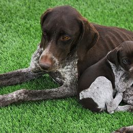 German Shorthaired Pointers from Pure Keller Pups