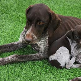 German Shorthaired Pointers from Pure Keller Pups