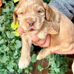 Eleanor (yellow) - Buff female Cockapoo puppy in Denver, Pennsylvania from Greenview Puppies