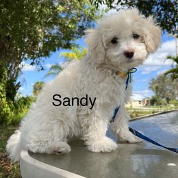 Sandy - Apricot Maltipoo puppy in Naples, Florida from Mary's Maltipoos