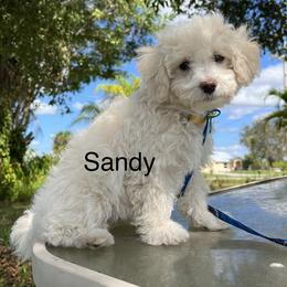 Sandy - Apricot Maltipoo puppy in Naples, Florida from Mary's Maltipoos