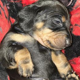 Ebony - Black and tan female Dachshund puppy in Oklahoma City, Oklahoma from Hamm Weenies  AKC (Dachshunds)