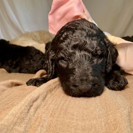 Poodle Puppies from Designer Poodles