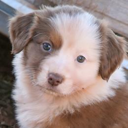 Dani - Red tri-color female Australian Shepherd puppy in Tuscola, Texas from Rockin D Ranch