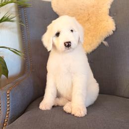 Faith - Blue merle and white female Sheepadoodle puppy in Vernonia, Oregon from Life Unleashed Farm