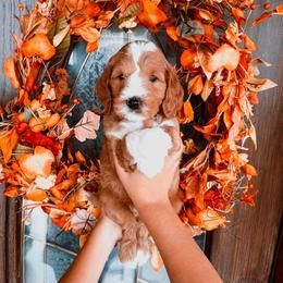 Blue Boy - Red  male Goldendoodle puppy in Beecher, Illinois from Cherry Lane Doodles