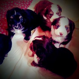 Australian Shepherd Puppies from Aussies n Kentucky