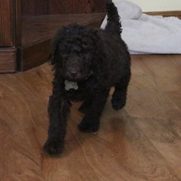 Poodle Puppies from RK'S Pets