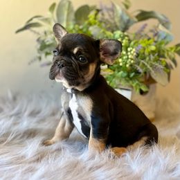 French Bulldog Puppies from Shining K Ranch