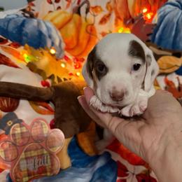 Boon - Chocolate and cream male Dachshund puppy in Erie, Michigan from Champagne’s Grinch Toe’d Dachshunds