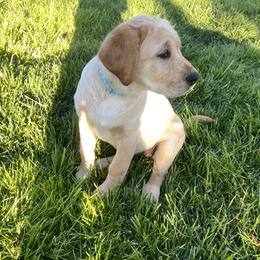 Labrador Retriever Puppies from Triple Threat Labradors