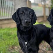 Flat-Coated Retrievers from Sterlling Hill  Flat Coated  Retrievers