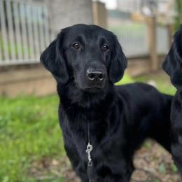 Flat-Coated Retrievers from Sterlling Hill  Flat Coated  Retrievers
