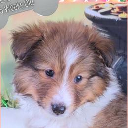 Girl 2 - Lourdes - Sable and white female Shetland Sheepdog puppy in Elberton, Georgia from Ioney's Southern Paws Shelties, Frenchies, and Yorkies