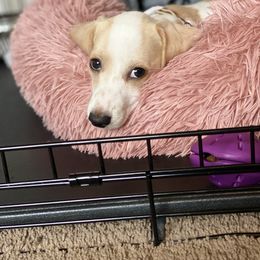 Dachshund Puppies from HP Dachs