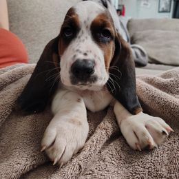 Todd - Black brown and white male Basset Hound puppy in Newton Grove, North Carolina from MGA Basset Hound