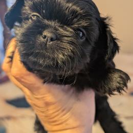 Shiloh - Black male Shih Tzu puppy in Claxton, Georgia from Small Pawz Shih tzu