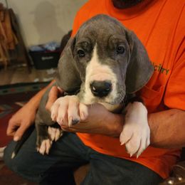 Great Dane Puppies from Thomas Family Danes