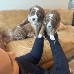 Labradoodle Puppies from California Double Doodles