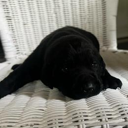 Pink - Black female Labrador Retriever puppy in Monticello, Georgia from Hollow Meadows Retrievers