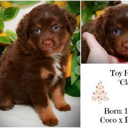 Clara - Red tri-color female Australian Shepherd puppy in Ranger, Texas from Outback Mini Aussies