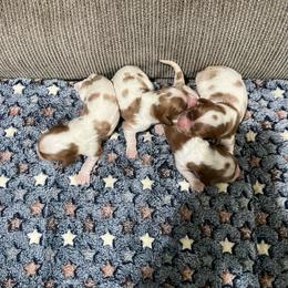 TBA - Blenheim female Cavalier King Charles Spaniel puppy in Pearl River, New York from Cooltomin Cavaliers