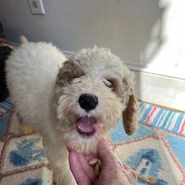 Apollo is a great dog. He learned how to play go fetch by himself. He loves to have fun and to play with his toys. - Chalk male Australian Labradoodle puppy in Barnstable, Massachusetts from South Shore Labradoodles