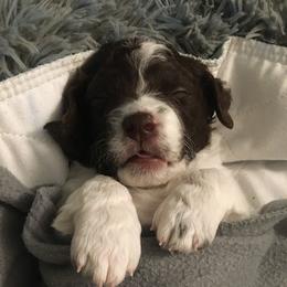 Lagotto Romagnolo Puppies from Joyful Heart