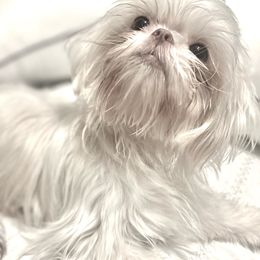 Donna - Shih Tzu