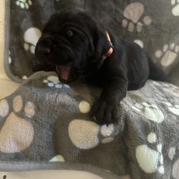 Cane Corso Puppies from DiamondBabyCorso
