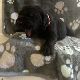 Cane Corso Puppies from DiamondBabyCorso