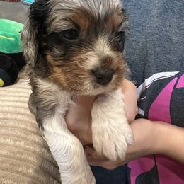 Bella - female Cockapoo puppy in Wellington, Kansas from Brian’s Puppies